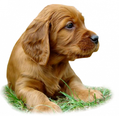 perro dim