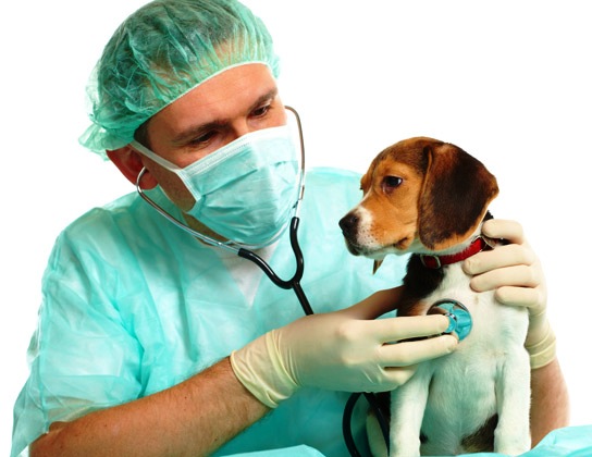 visita-al-veterinario