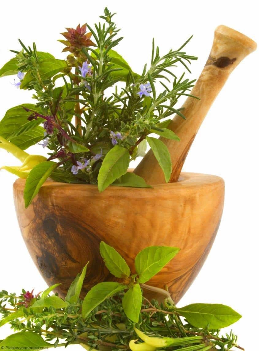 Plantasmedicinales