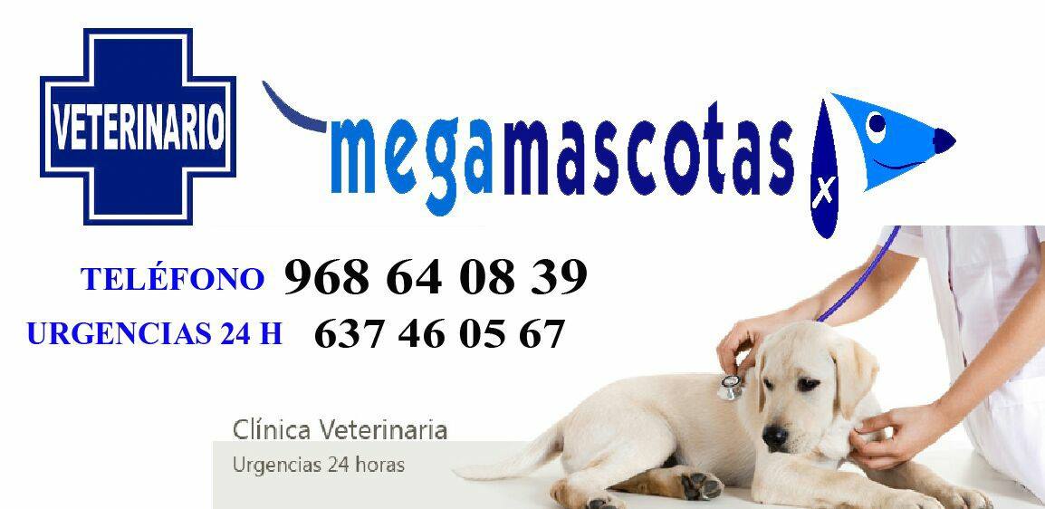 megamascotas general