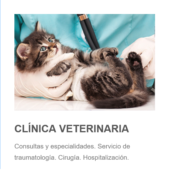 veterinario