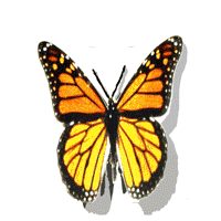 mariposa 2